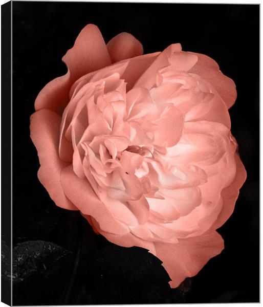 Pink Rose Canvas Print by Thomas Grob