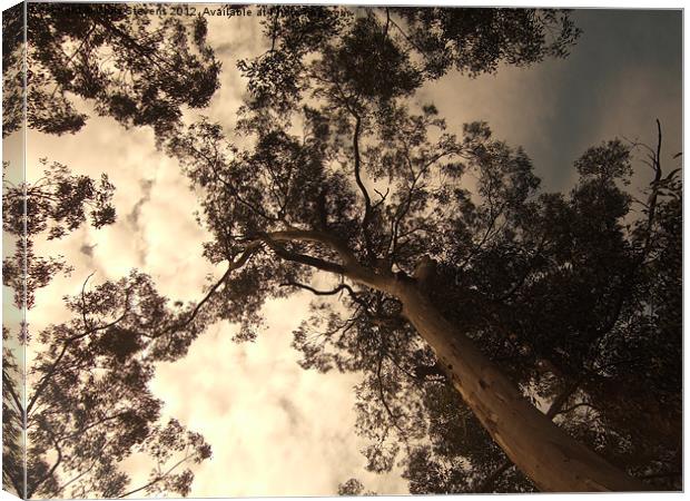 Forest Canopy Canvas Print by Chris Stevens