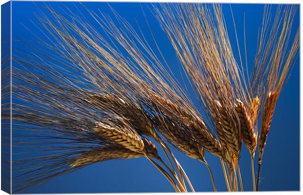 Tenons of wheat over blue background Canvas Print by Josep M Peñalver