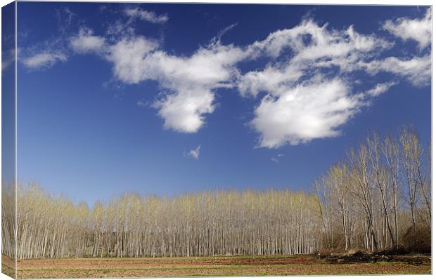 winter trees, Rioja Canvas Print by Josep M Peñalver