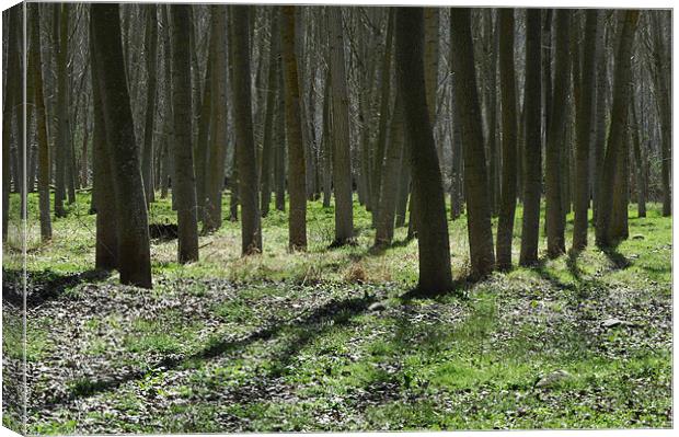 winter trees, Rioja Canvas Print by Josep M Peñalver