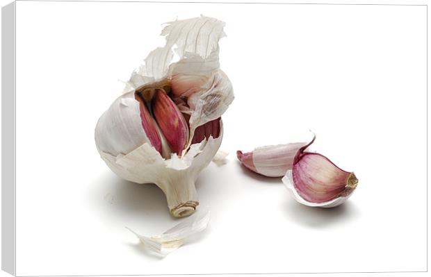 Garlic, alium sativum Canvas Print by Josep M Peñalver