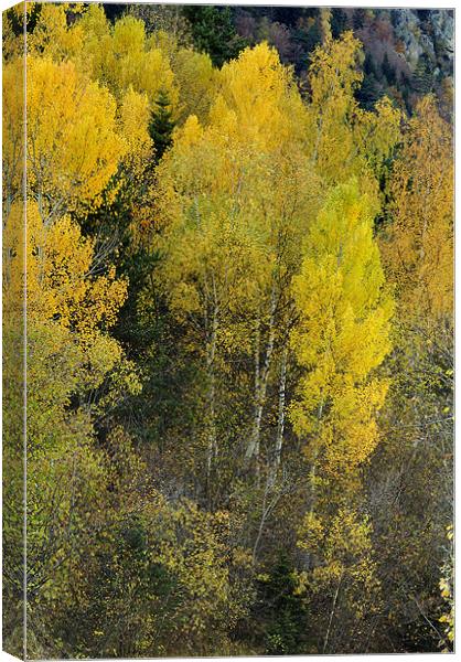 Forest in autumn Canvas Print by Josep M Peñalver