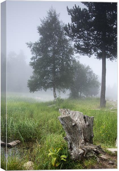 misty forest Canvas Print by Josep M Peñalver