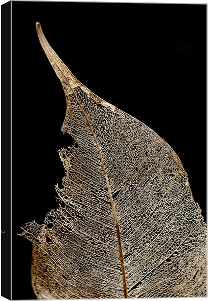 macro shot of winter leave Canvas Print by Josep M Peñalver