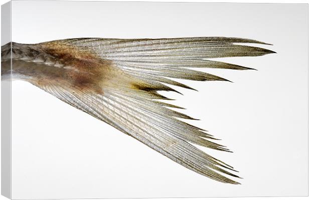 fish tail Canvas Print by Josep M Peñalver