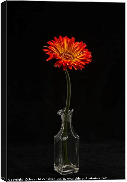 flower in vase on black background Canvas Print by Josep M Peñalver