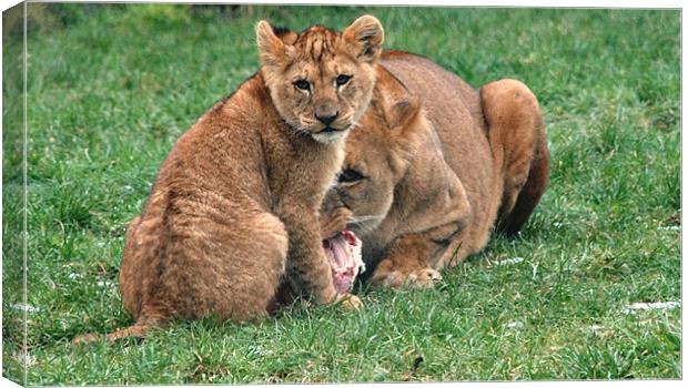 Lioness and Cub Canvas Print by Alex Hughes