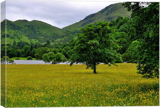 Mountains and Buttercups Canvas Print by Oliver Firkins