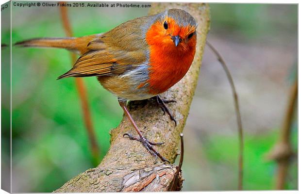  Robin Canvas Print by Oliver Firkins