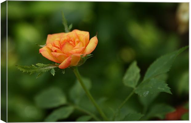 Lovely Rose Canvas Print by Whitney Orr