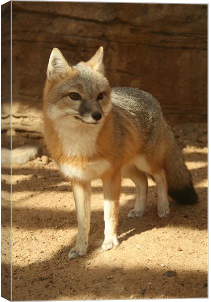 Fox in the Shade Canvas Print by Whitney Orr