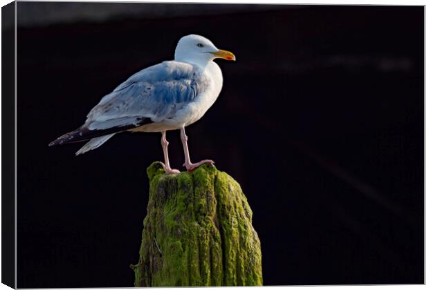 Herring Gull Worthing Canvas Print by Clive Eariss