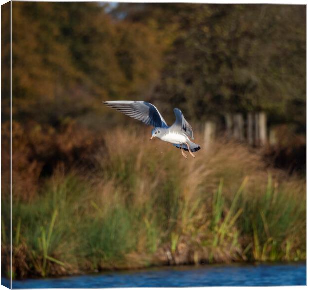 Flight Of The Gull Canvas Print by Clive Eariss