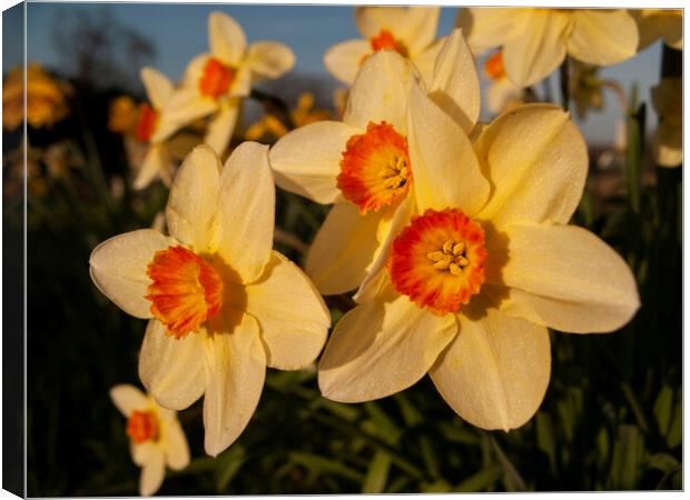 Daffodil Flowers Canvas Print by Clive Eariss
