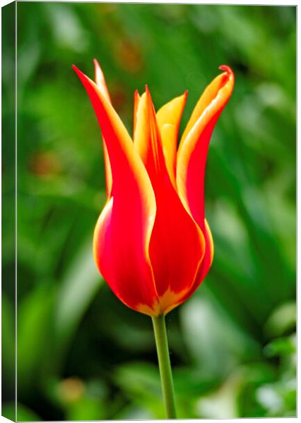 Tulip Canvas Print by Clive Eariss