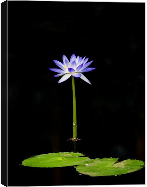 Lily And Pads Canvas Print by Clive Eariss