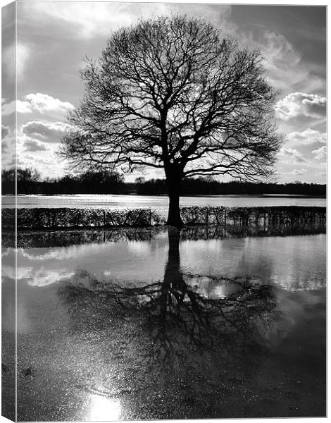 Tree In Floods Canvas Print by Clive Eariss