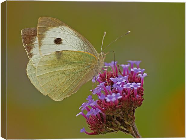 BUTTERFLY CABBAGE WHITE Canvas Print by Clive Eariss