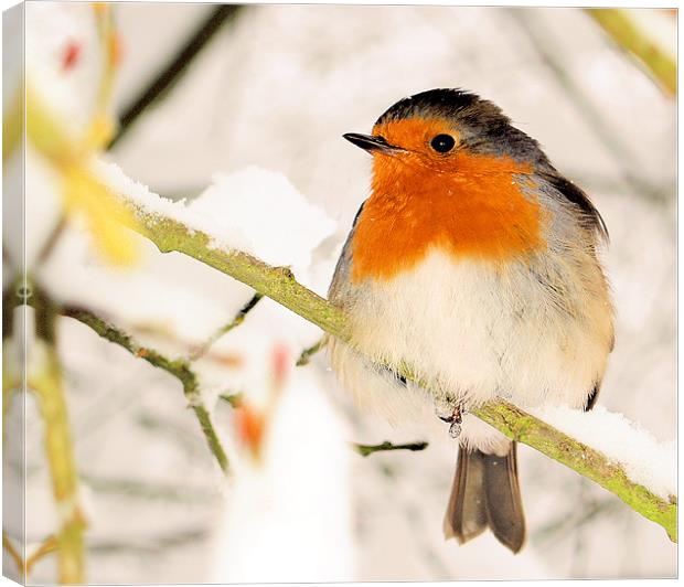 ROBIN AT BOXHILL Canvas Print by Clive Eariss
