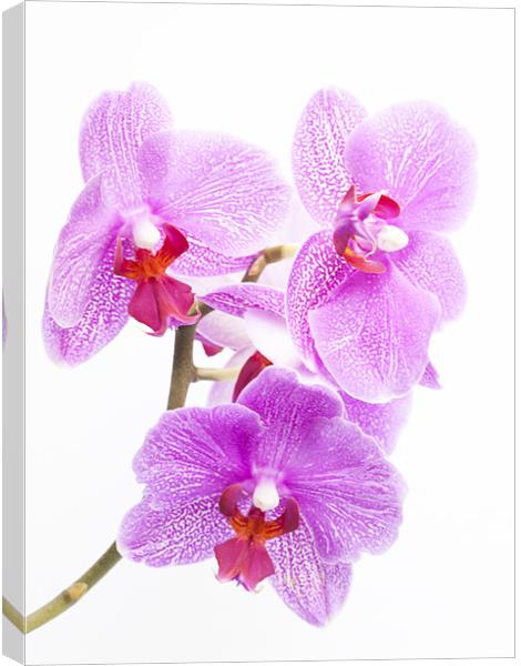 Orchids Canvas Print by Clive Eariss