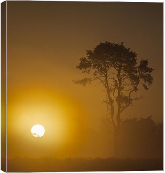 Sunrise Wisley Common Canvas Print by Clive Eariss