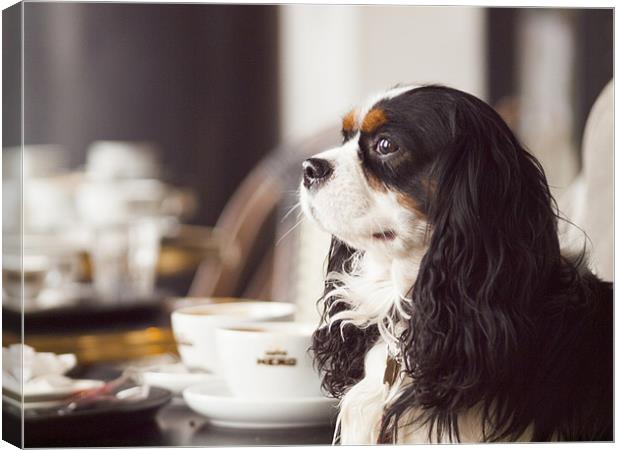 King Charles Spaniel Canvas Print by Clive Eariss