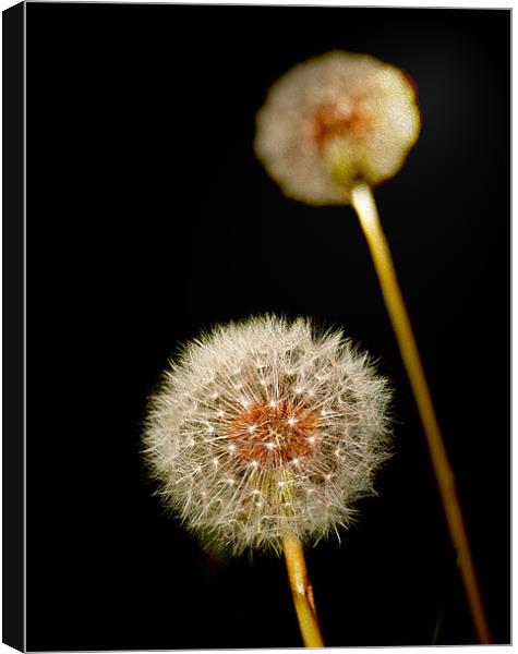 Dandelion Class Look Canvas Print by Clive Eariss