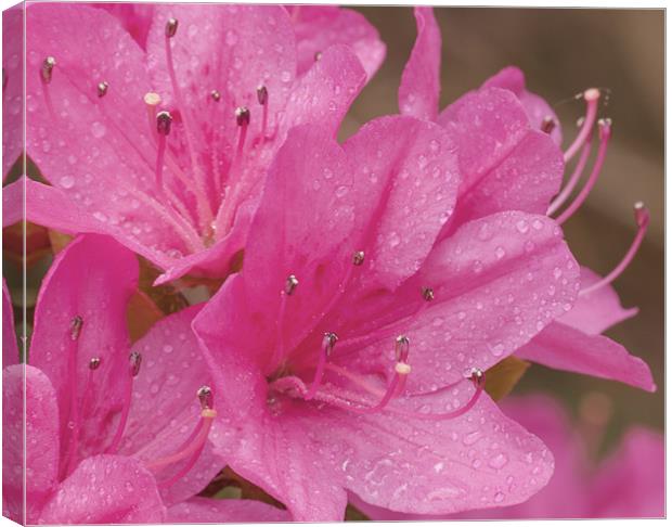 Flowers And Droplets Canvas Print by Clive Eariss