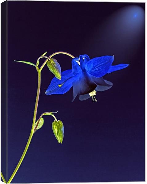 Blue Bloom Canvas Print by Clive Eariss