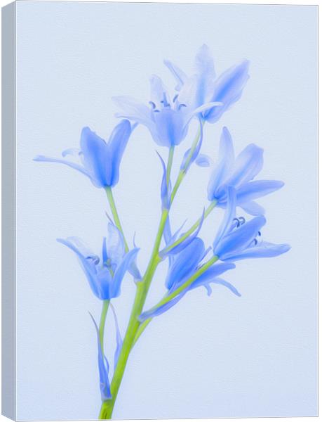 Digital Painted Flowers Canvas Print by Clive Eariss