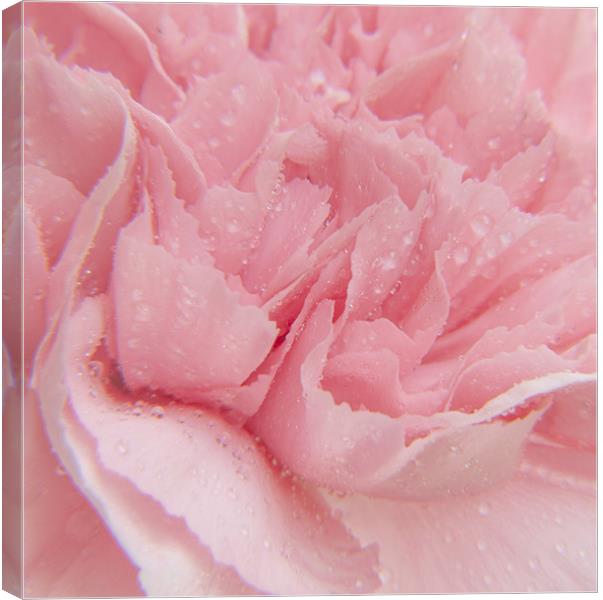 Pink Carnation Canvas Print by Clive Eariss