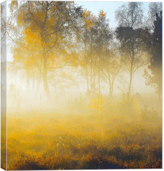 Morning Mist Wisley Common Canvas Print by Clive Eariss