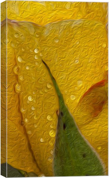 Rose And Art Canvas Print by Clive Eariss