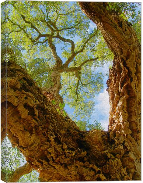 Cork Tree In Sunlight Canvas Print by Clive Eariss