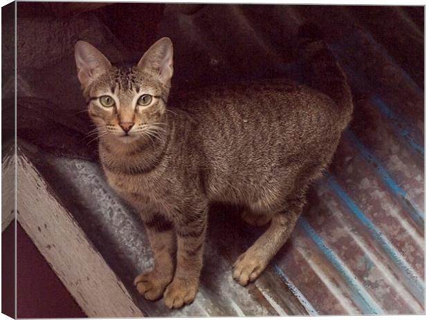 Philippine Cat Canvas Print by Clive Eariss