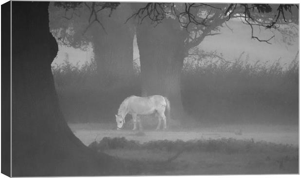 Horse In The Mist Canvas Print by Clive Eariss