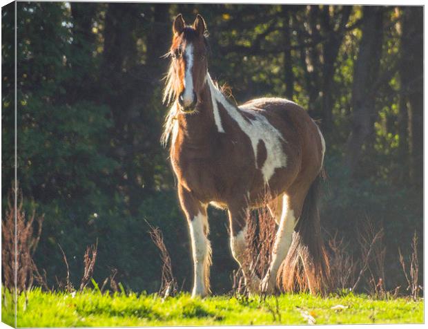 Horse In Field Canvas Print by Clive Eariss