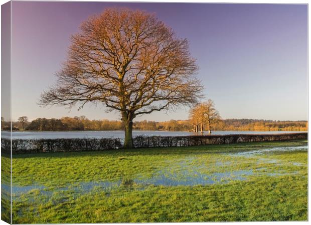 Old Oak Tree Cobham Canvas Print by Clive Eariss