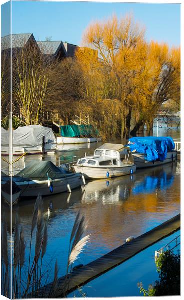 Moored boats Weybridge Surrey Canvas Print by Clive Eariss