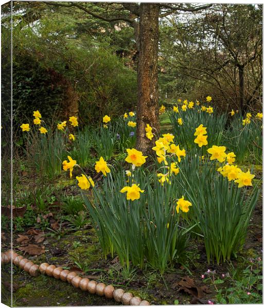 Spring Dafodils Canvas Print by Clive Eariss