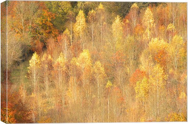 Golden Time Autumn Canvas Print by Clive Eariss