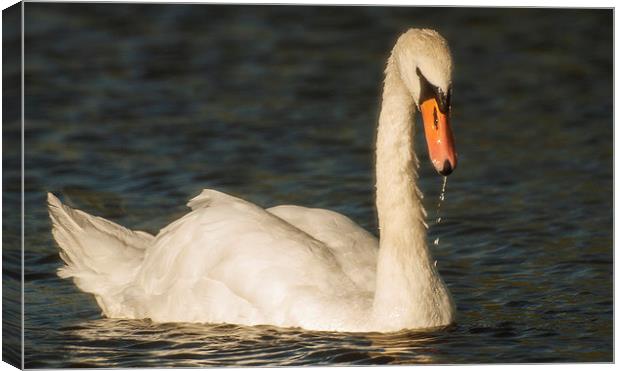  Swan In Late summer sun Canvas Print by Clive Eariss