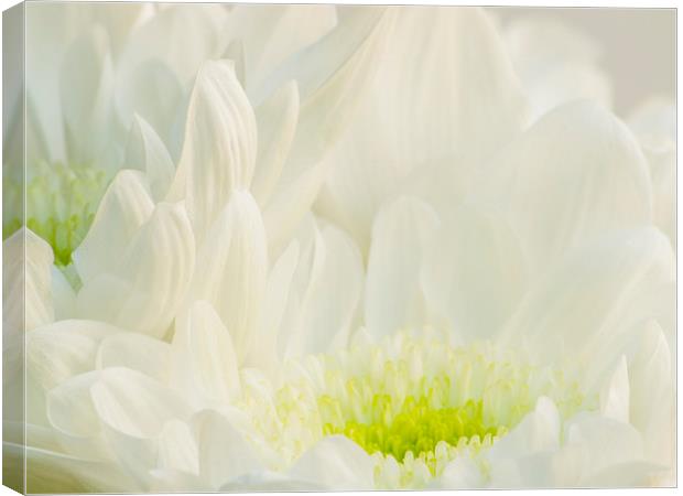 Chrysanthemum  Canvas Print by Clive Eariss