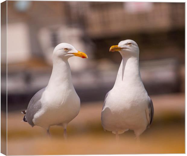 Two herring Gulls  Canvas Print by Clive Eariss