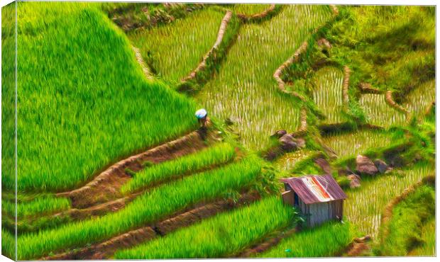  Rice Fields Banaue Canvas Print by Clive Eariss