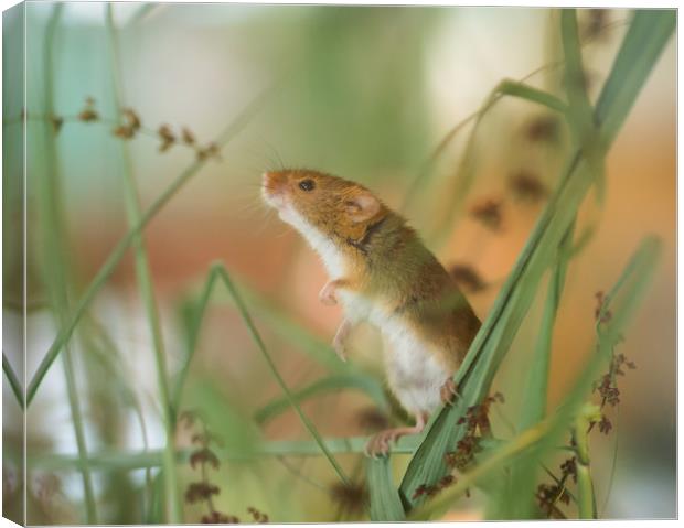 Harvest Mouse Canvas Print by Clive Eariss