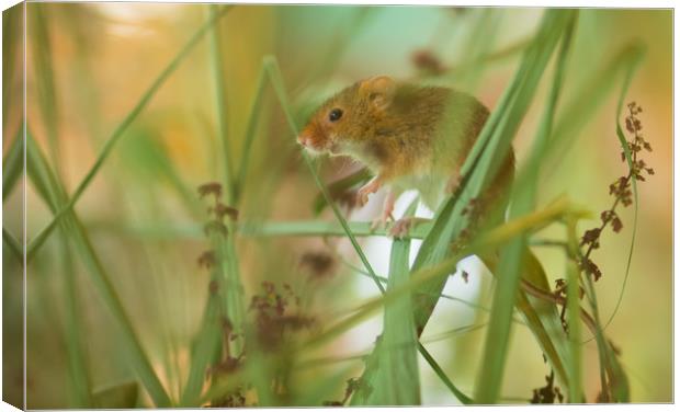 Harvest Mouse 1 Canvas Print by Clive Eariss