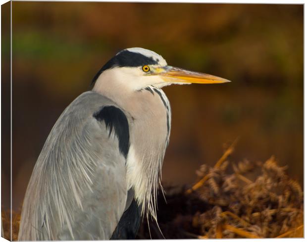 Heron In Winter Canvas Print by Clive Eariss