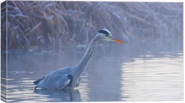 Heron In Winter Canvas Print by Clive Eariss